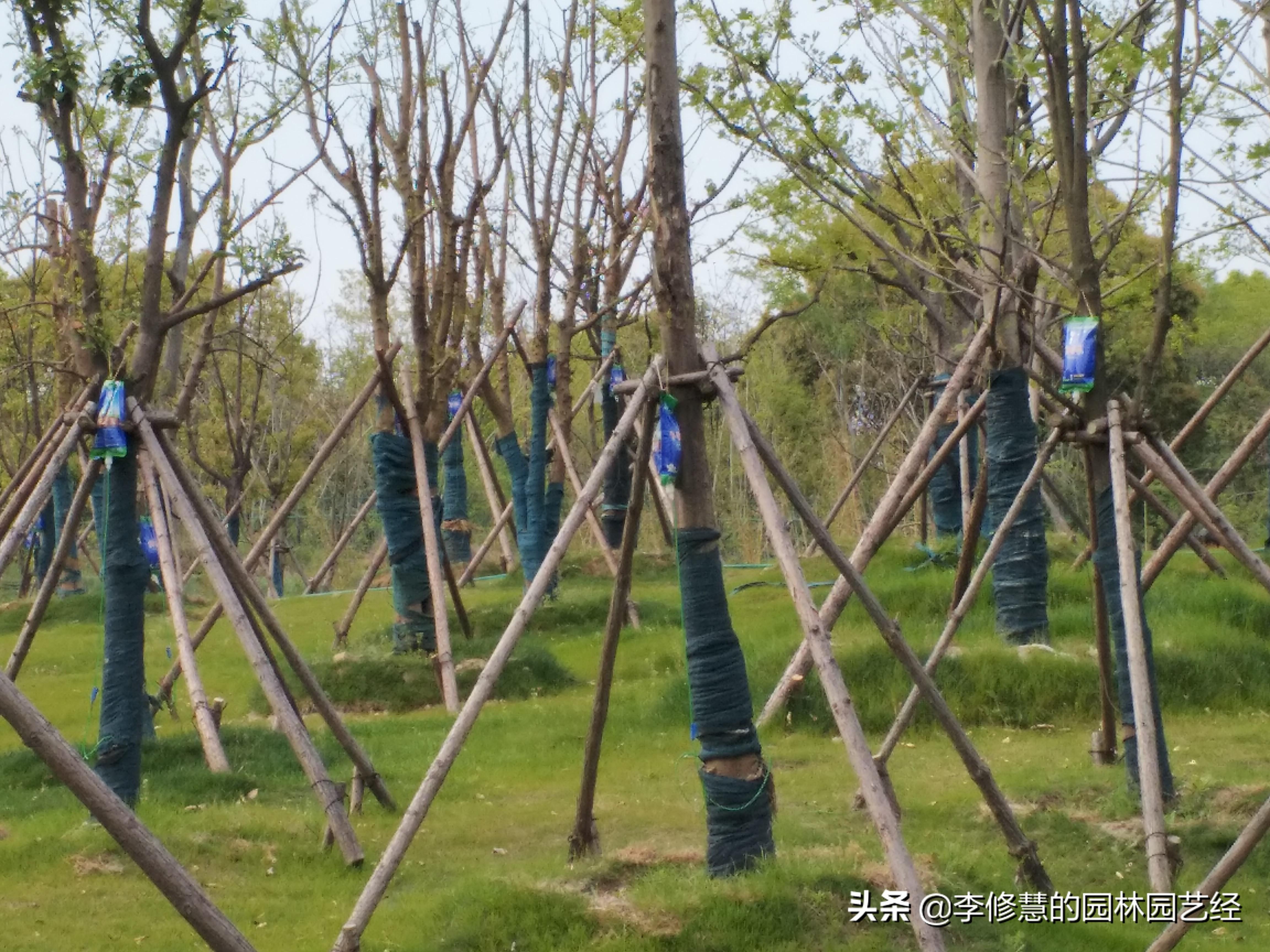 园林树木栽植时需要注意哪些问题? - 知乎