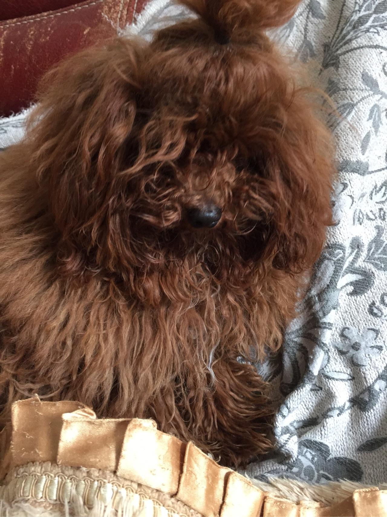 泰迪狗如果一直不修毛,会长成什么样子? - 知乎