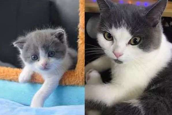 回到喵星的猫咪 如何妥善处理好ta们的 身后事 知乎