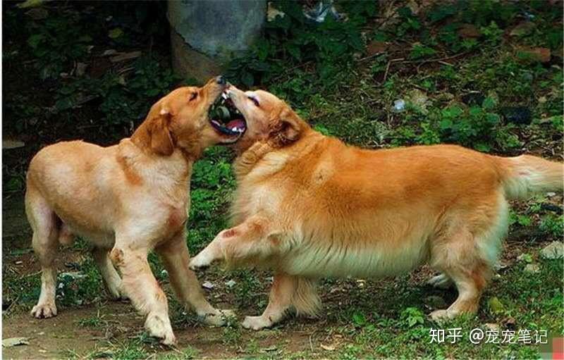 狗狗行为学——社会地位与人犬行为的关系 - 知乎