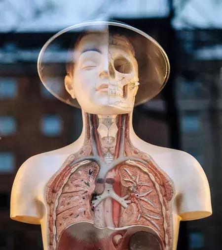 人体器官移植的新机遇