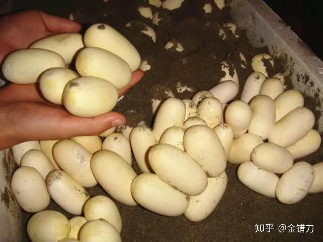 随着蛇胎逐步成熟,蛇蛋会每天变大,最后小蛇破蛋而出.