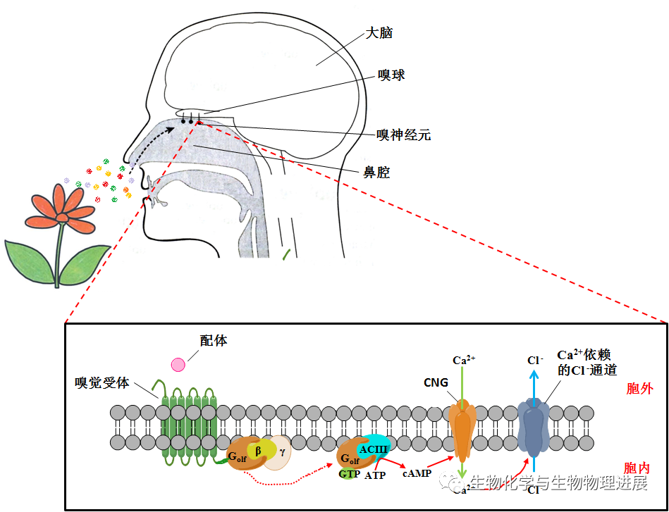 在我们鼻腔粘膜的嗅神经元上表达着一系列嗅觉受体,当环境中的气味