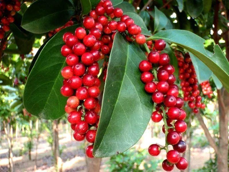 蜂蜜泡五味子的功效与作用?