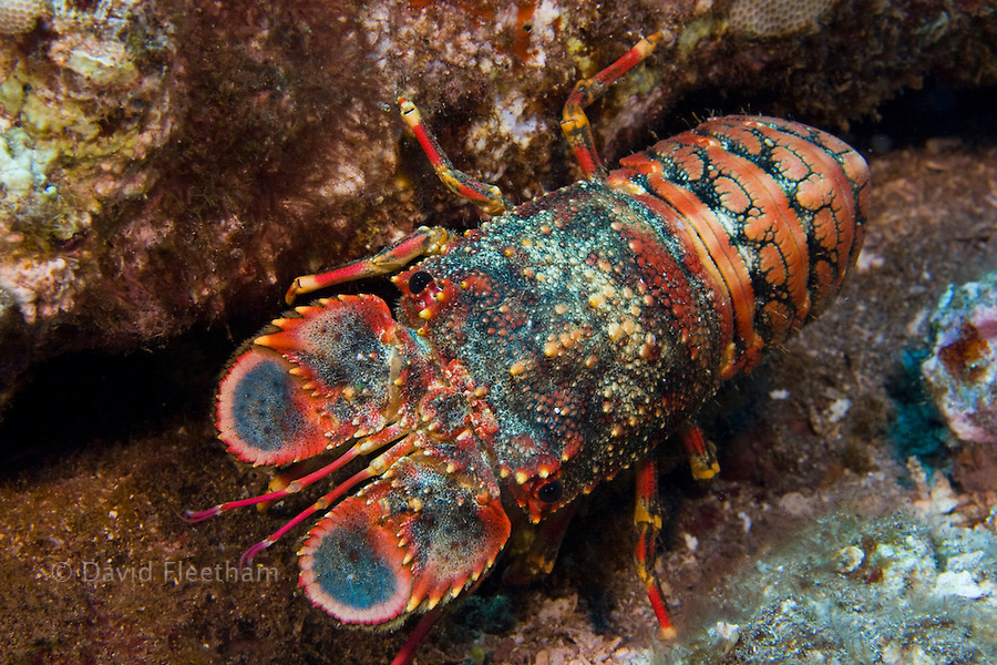 动物篇(15)·节肢动物门·甲壳亚门(中)