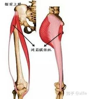 張 大腿 筋 作用 膜 筋