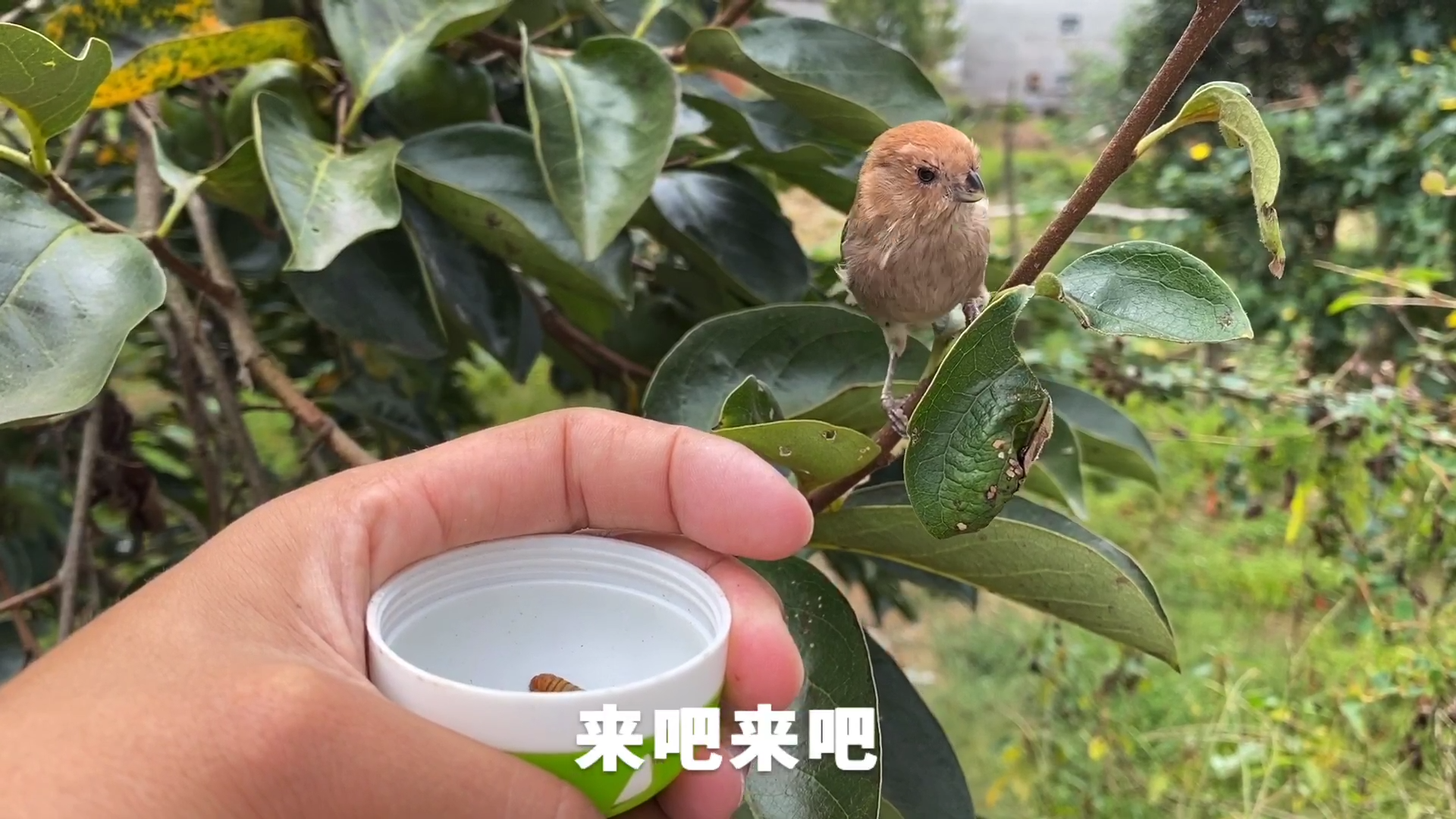 蒙面鸟哥q仔图片