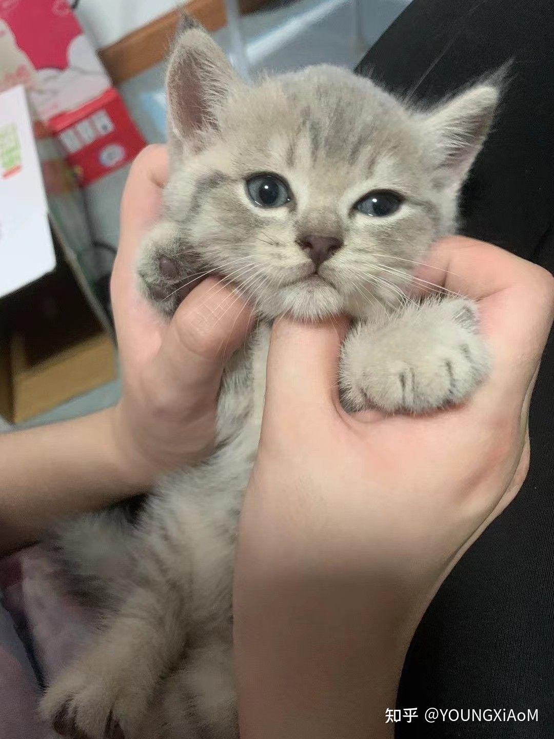 可可爱爱的端午色英短蓝虎斑宝宝