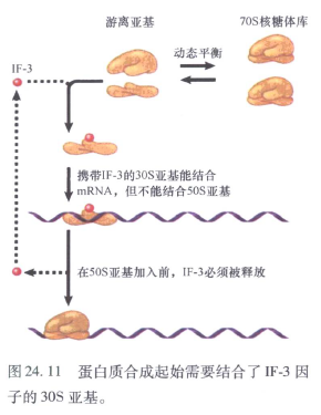 分子生物学整理|蛋白质笔记(六)核糖体结构及功能 - 知乎