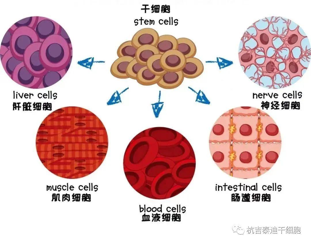 干细胞具有修复受损组织器官的作用,以及抑制炎症,免疫调节功能.