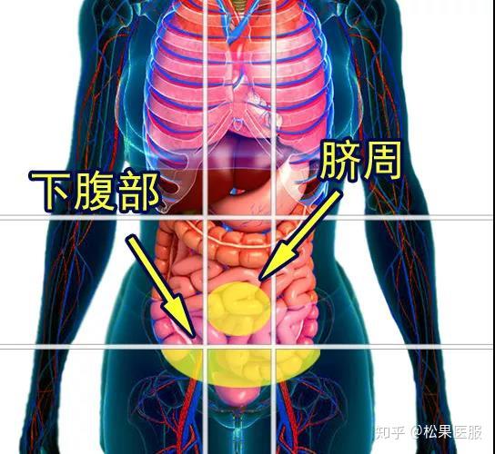 肚脐和胃肠的位置图图片