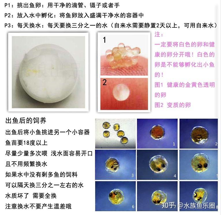 新卵差不多半月左右能孵化出来,等小鱼孵化出来,可以加入一些绿水