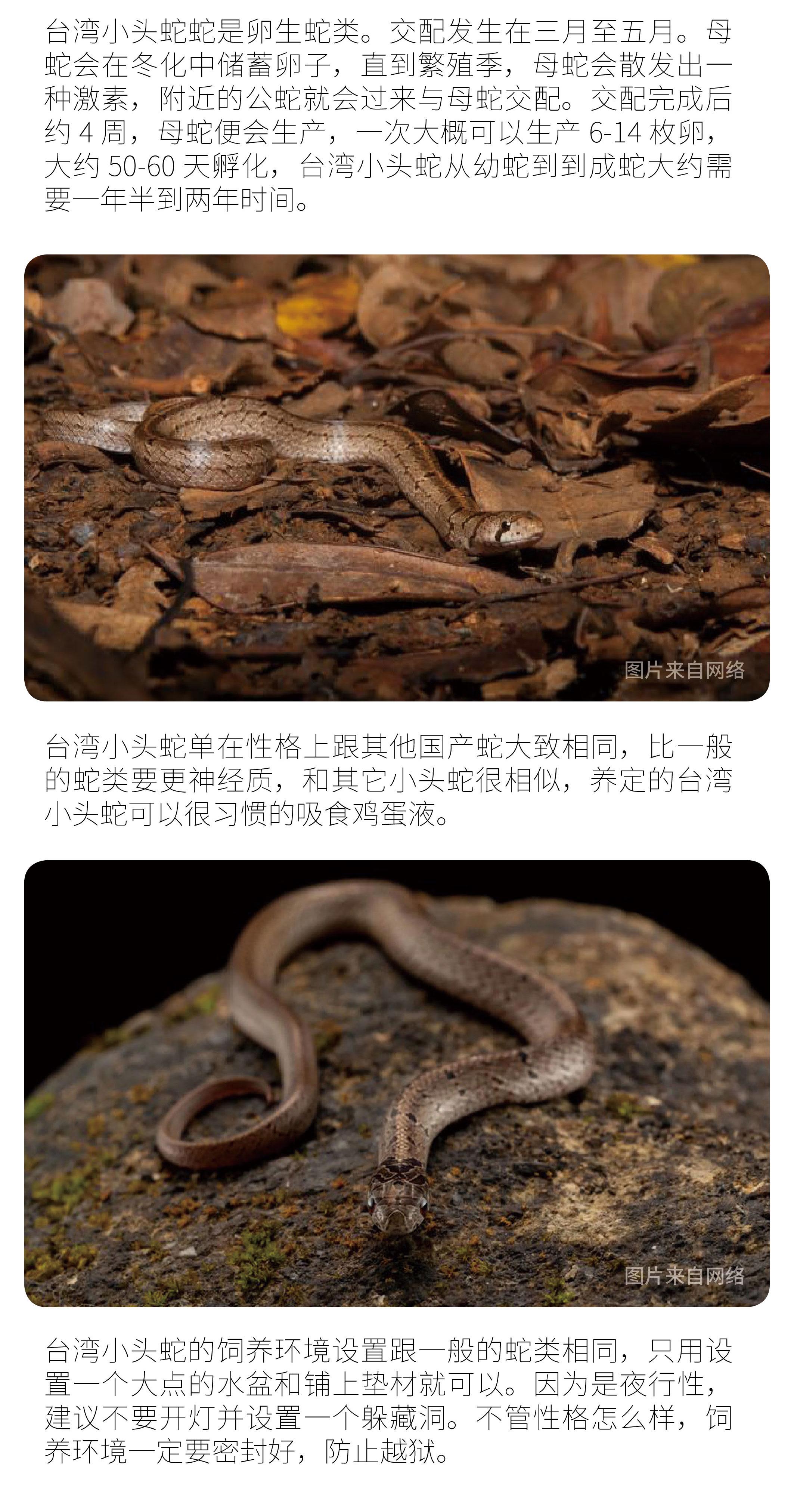 物种小谈|台湾小头蛇 - 知乎