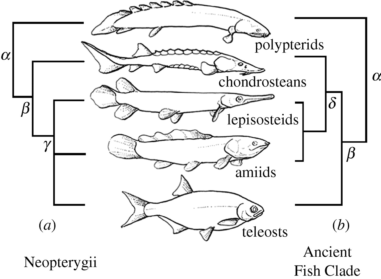 为什么鱼要长刺
