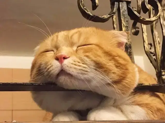 猫咪睡姿太可爱,下巴竟然睡出事业线?铁栏:我的压力好大!