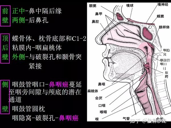 收藏必备 | 鼻咽部的CT详细解剖 - 知乎