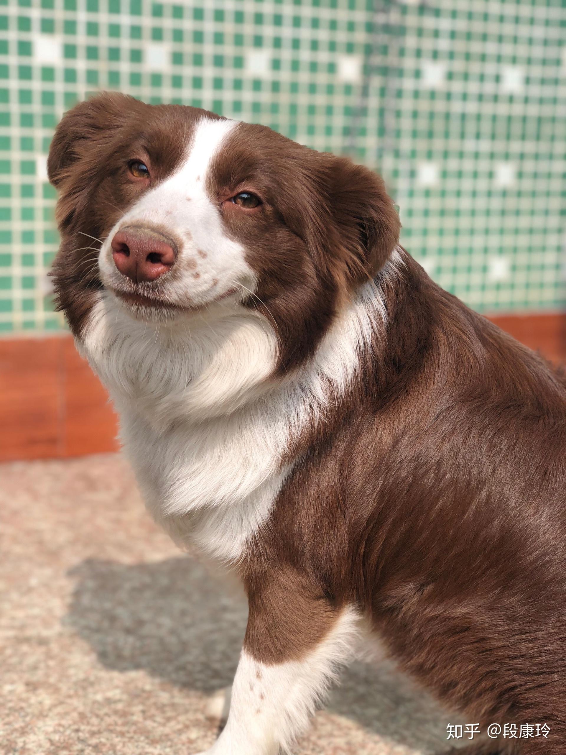 边牧什么颜色最好看