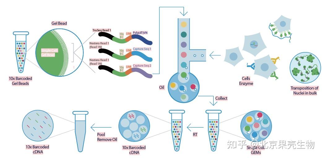 10xgenomics单细胞多组学测序服务