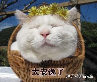 哪里买猫粮 猫砂 猫用品最方便最便宜 知乎 哪里买猫粮 猫砂 猫用品最方便最便宜 知乎