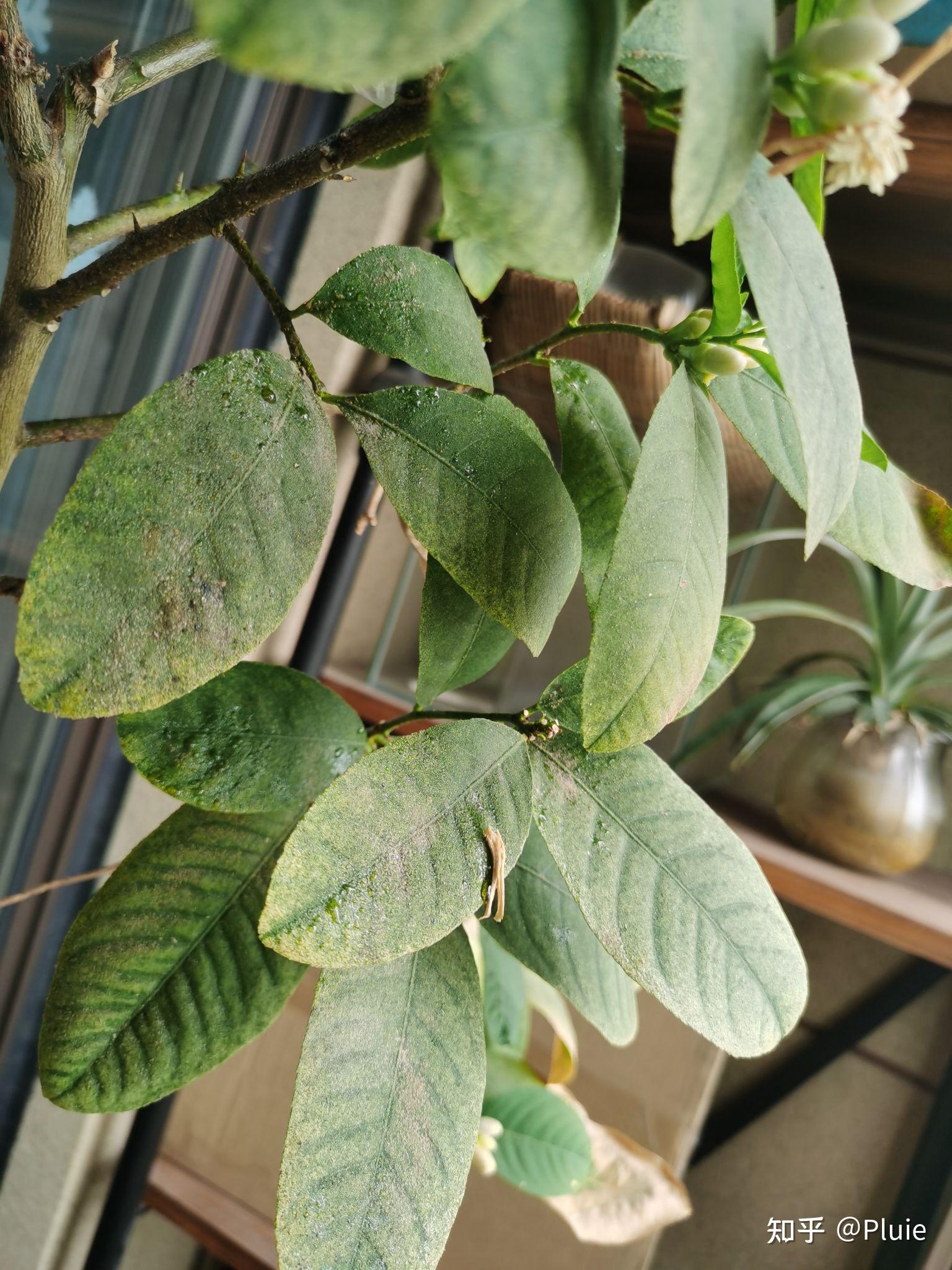 柠檬树叶片黏黏的是生病长虫子了吗
