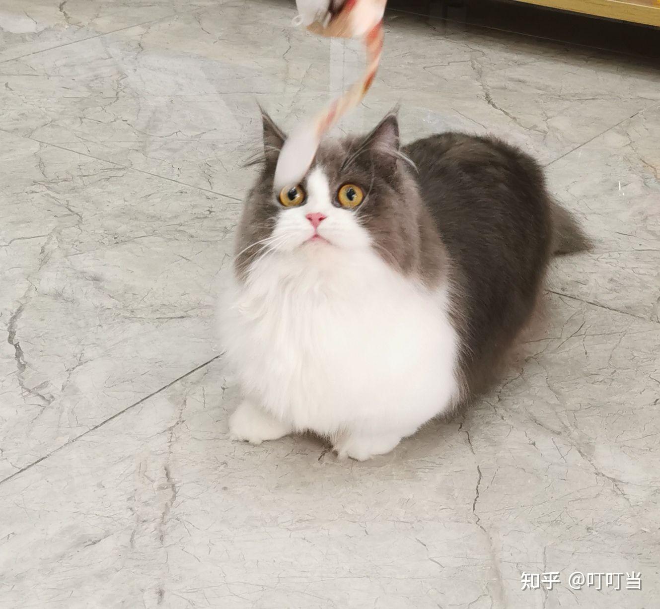 宁波猫舍主营布偶矮脚英短