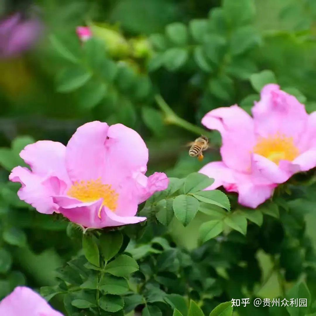 贵州刺梨—大山深处走出来的美物 - 知乎