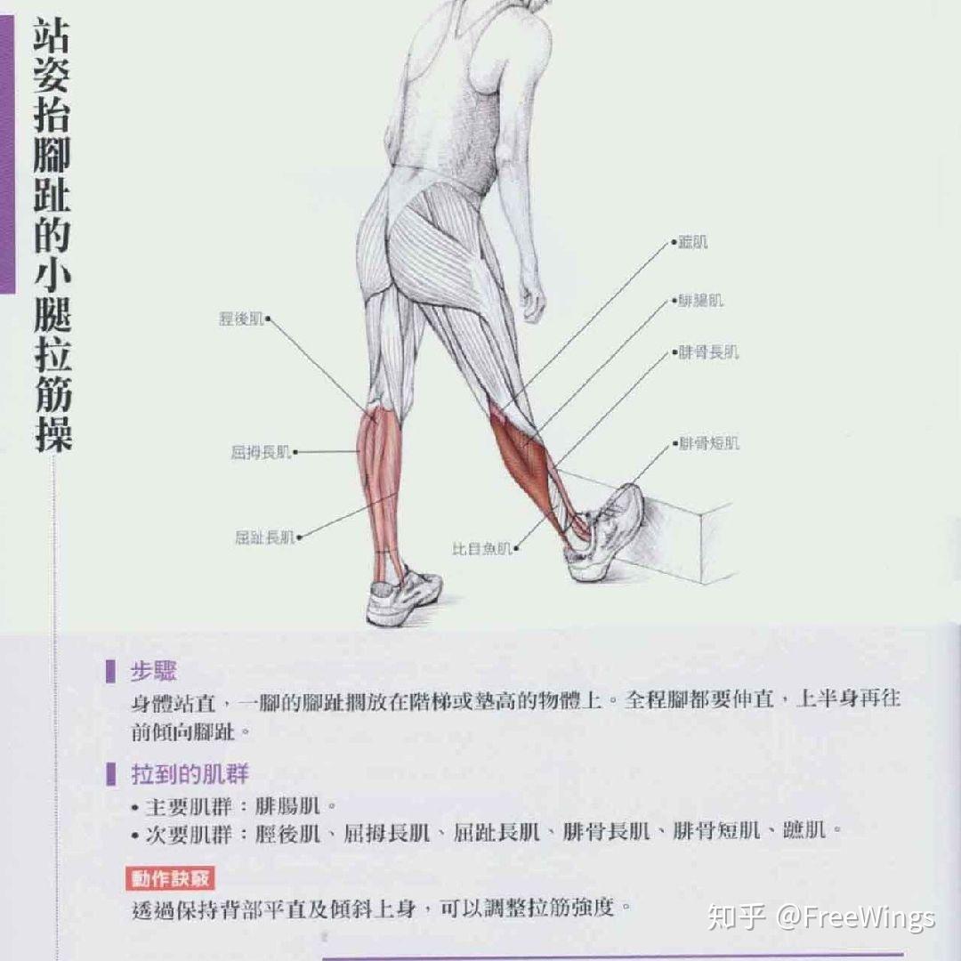 注意最好在练后拉伸腓肠肌比目鱼肌腘绳肌群内收肌群臀大肌
