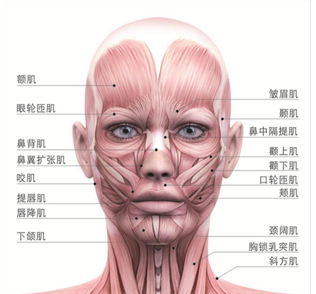 人的面部有很多肌肉,反映人内心活动的表情都是由这些肌肉协同完成的