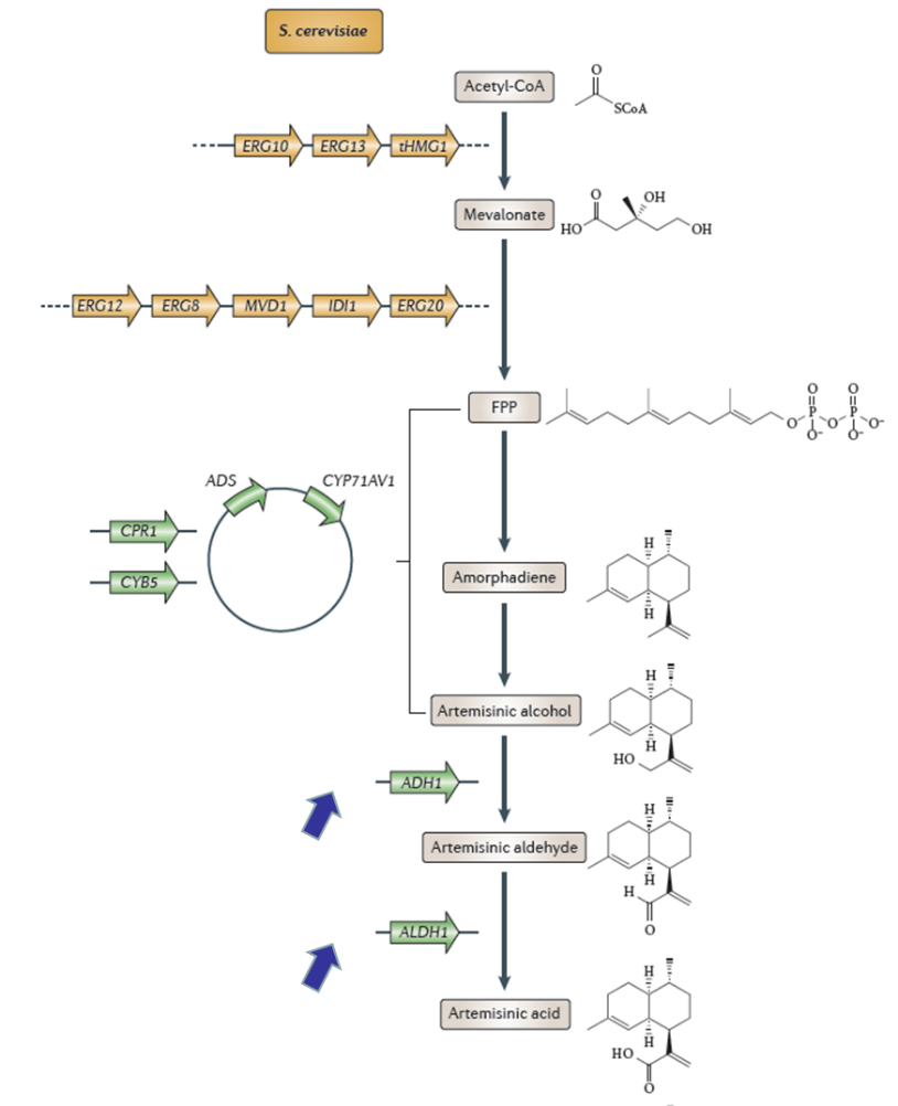 中药现代化的策略浅析——以青蒿素合成为例(中)