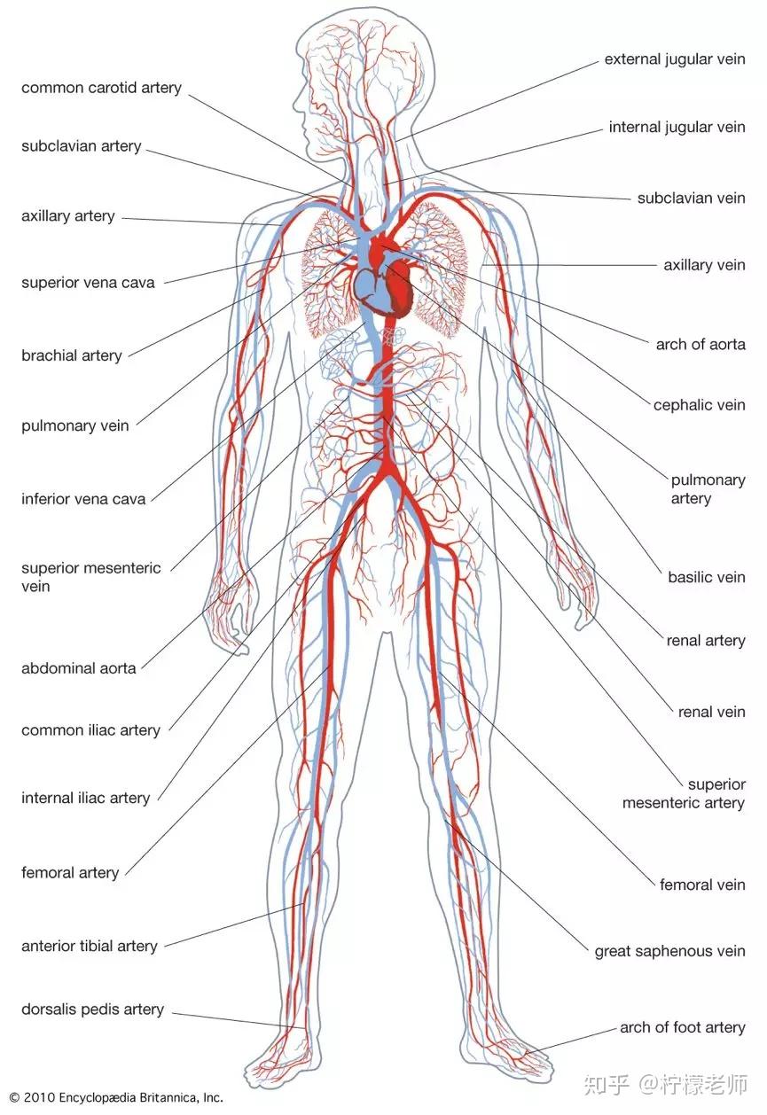 ccl资料ccl词汇系列二十三circulatorysystem循环系统