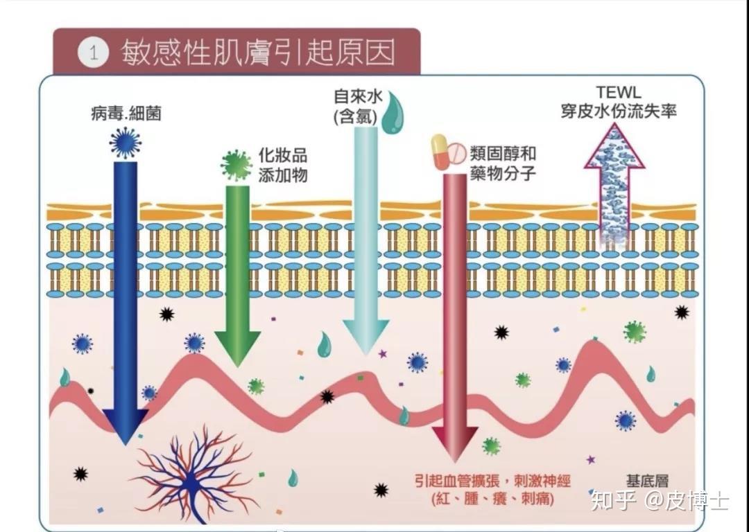 敏感肌—皮膚屏障受損全科普(皮脂膜修復)