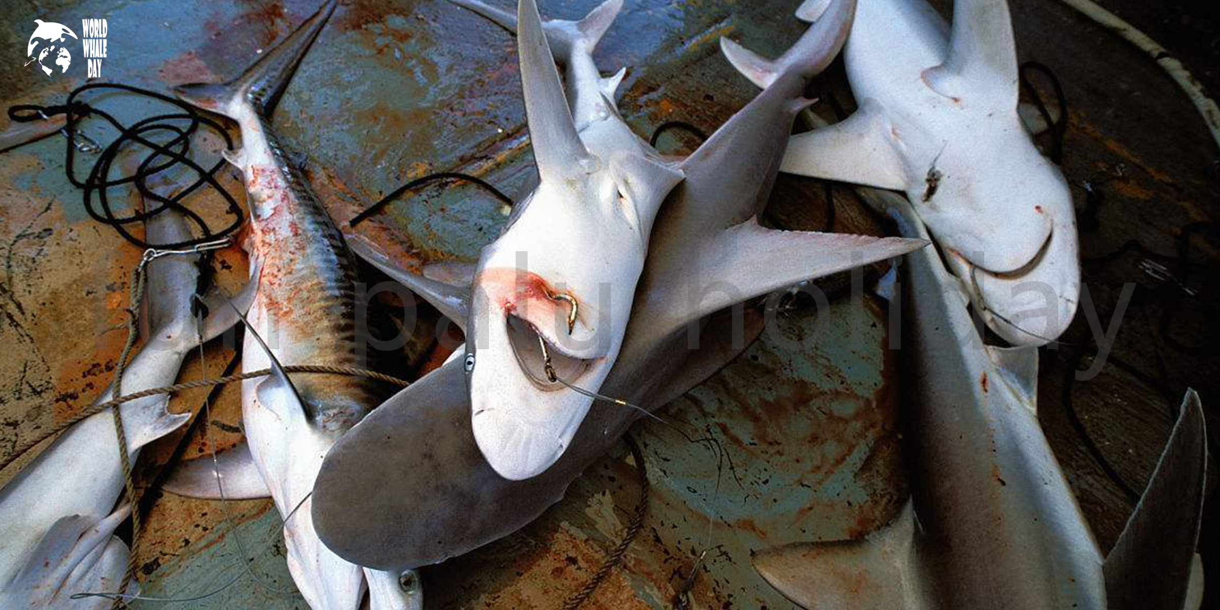 野生海鲜:东山岛小白鲨鱼做鱼汤 鱼粥 红烧 干煎 - 知乎