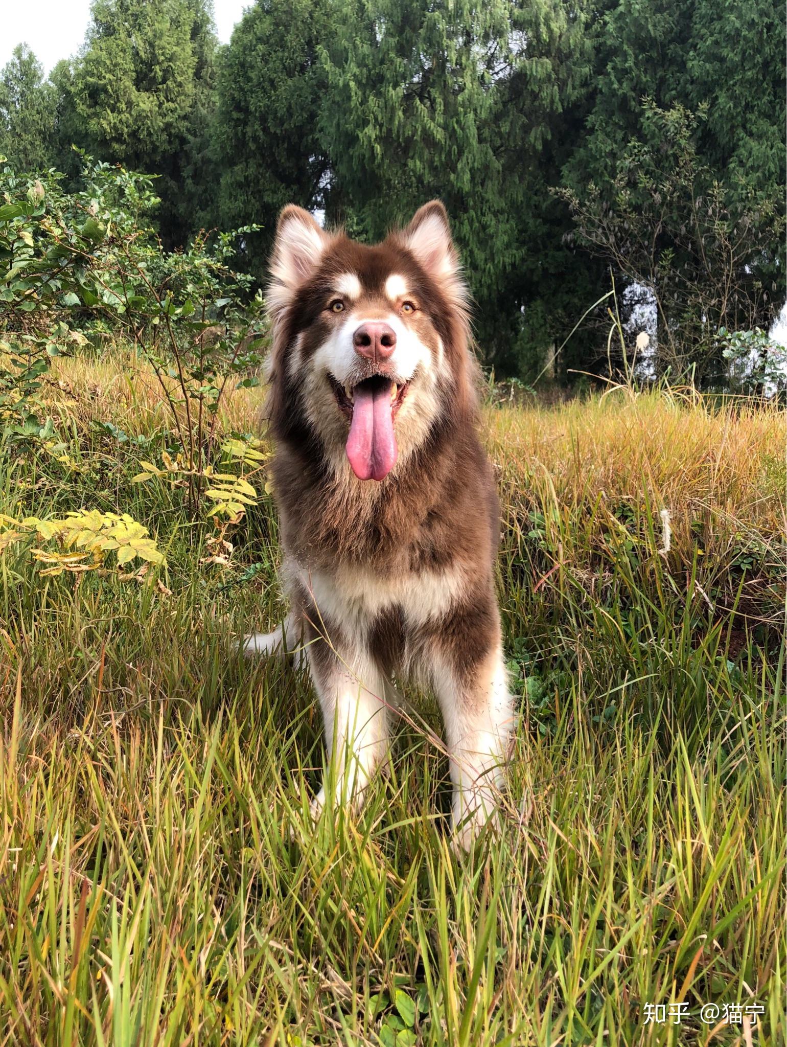 大型犬可以可爱到什么程度
