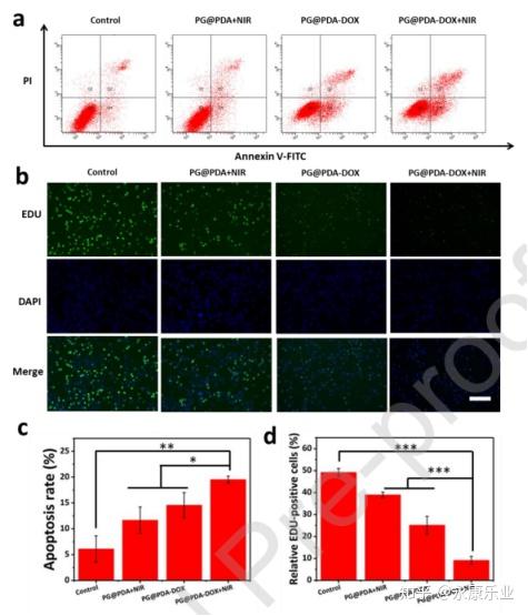 (b)经指定处理后,edu和dapi共染色cclp1细胞24小时的荧光图像.