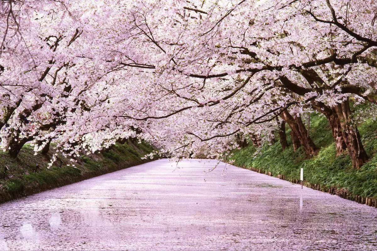 日本樱花前线 | 2017日本赏樱时间和地点全攻略！！特别全！！ - 知乎