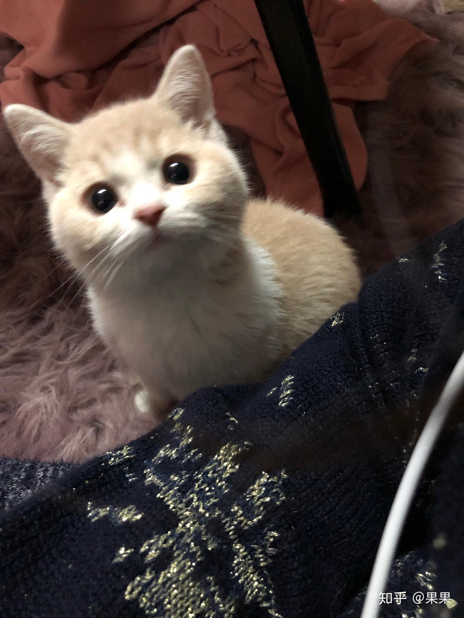 怎么养小猫最好 v2-de43cb3f7c723ec34be65a14c38c3ad9_r.jpg