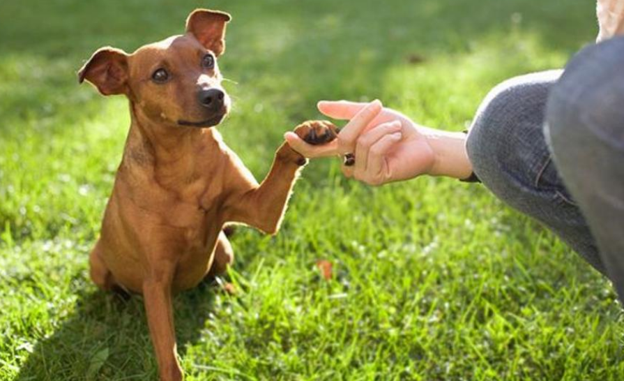 怎么教狗狗坐立教程 v2-de4401884be2c0173ec5199b37797261_r.jpg