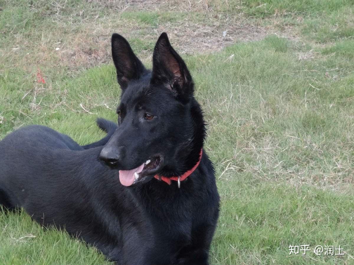 睹事思狗丨那个唯一走近我生命中护家犬