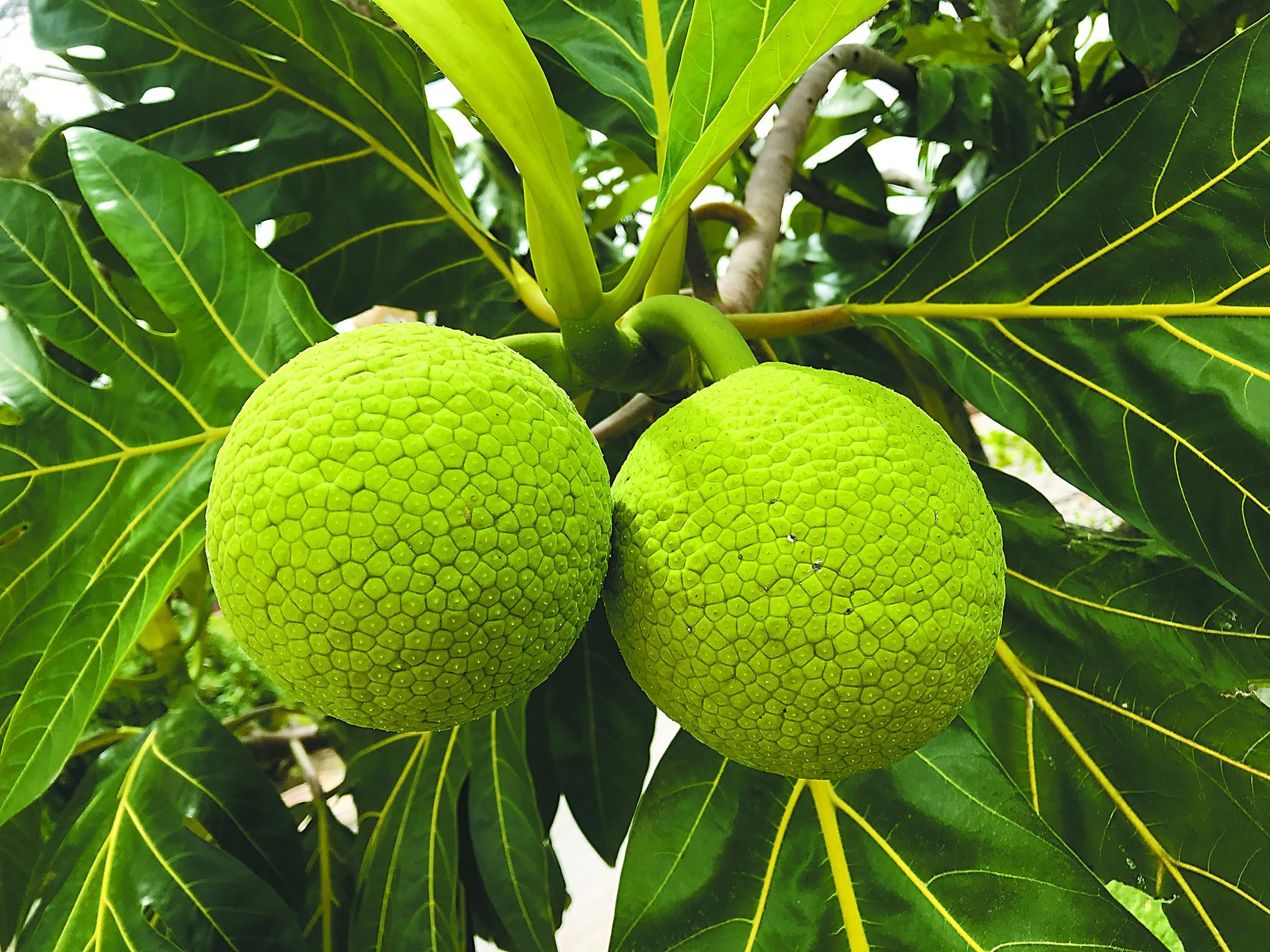 面包果原产于马来半岛,但是截至目前为止,面包果已经遍布于世界各个