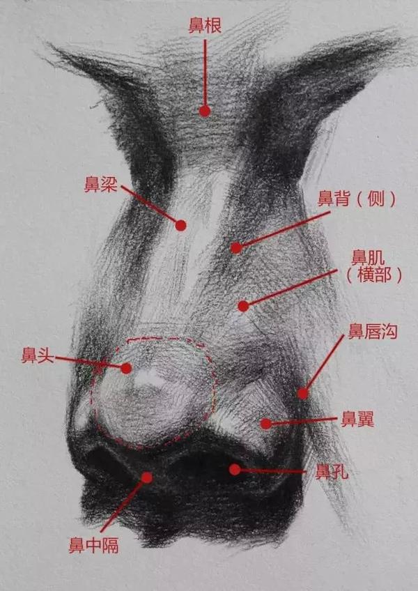 素描里鼻子怎么画 鼻尖在哪个位置 茶文网