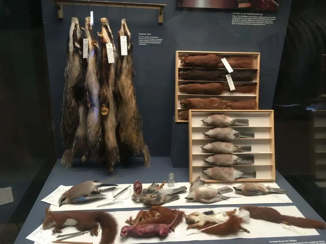 剥制标本:一步不能错