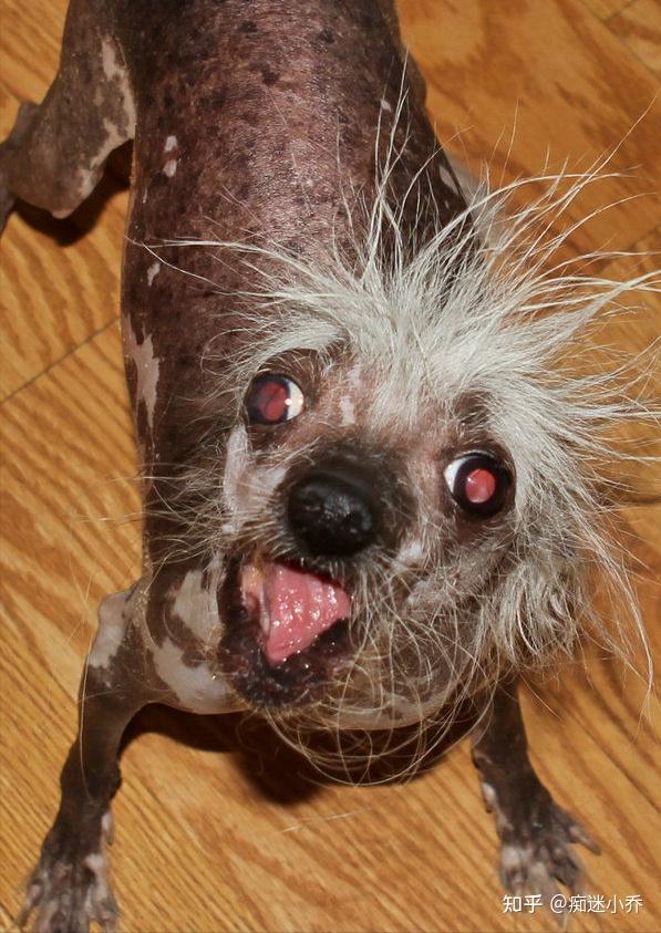 最丑的狗,你可能没见过,你也不敢养