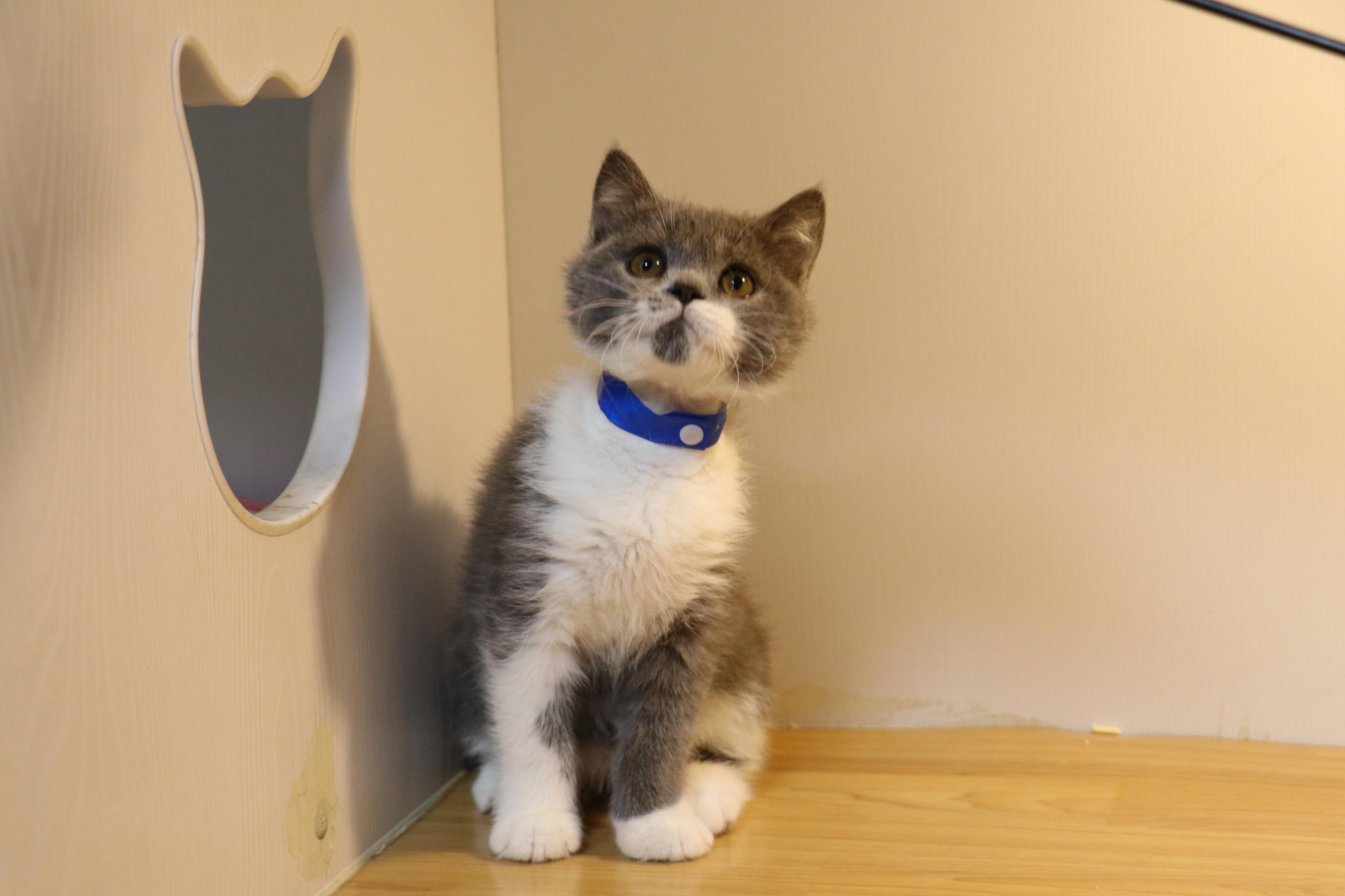 21英国短毛猫编号0404蓝白-公-550g-655g-蓝-短毛小花脸4 人赞同了该