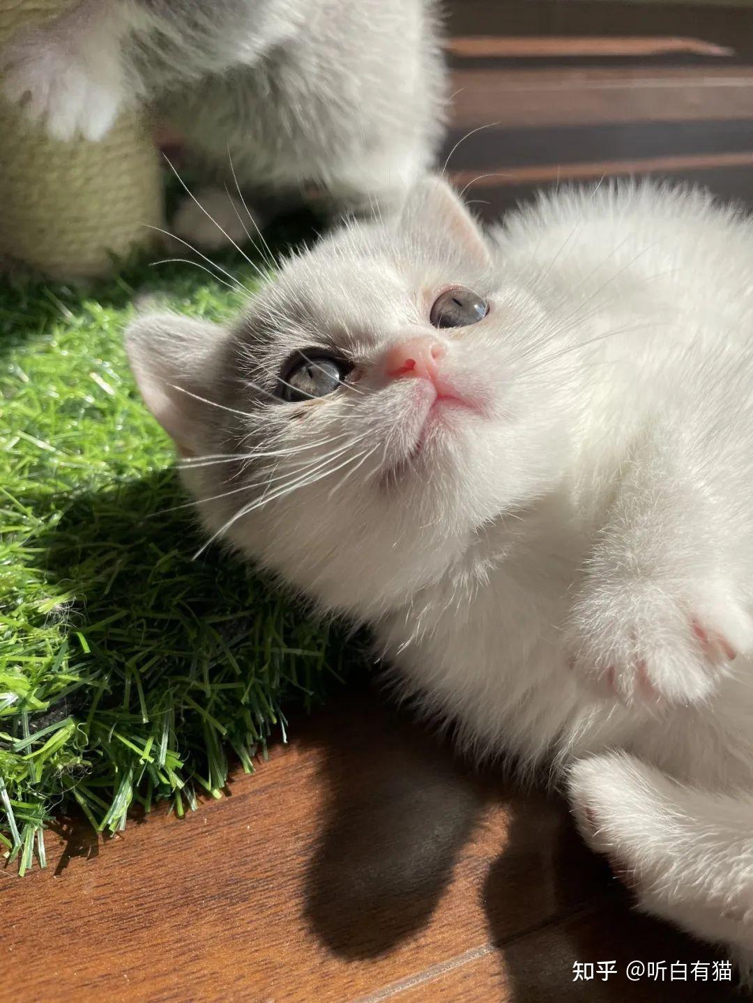 成都曼基康矮脚三花妹妹猫咪找新家中