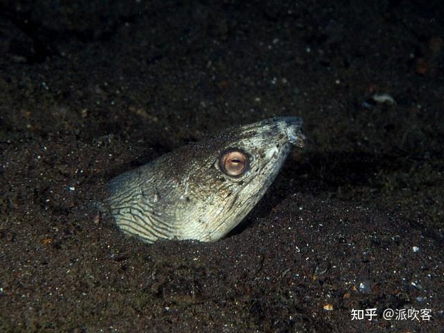 马里亚纳海沟动物图片