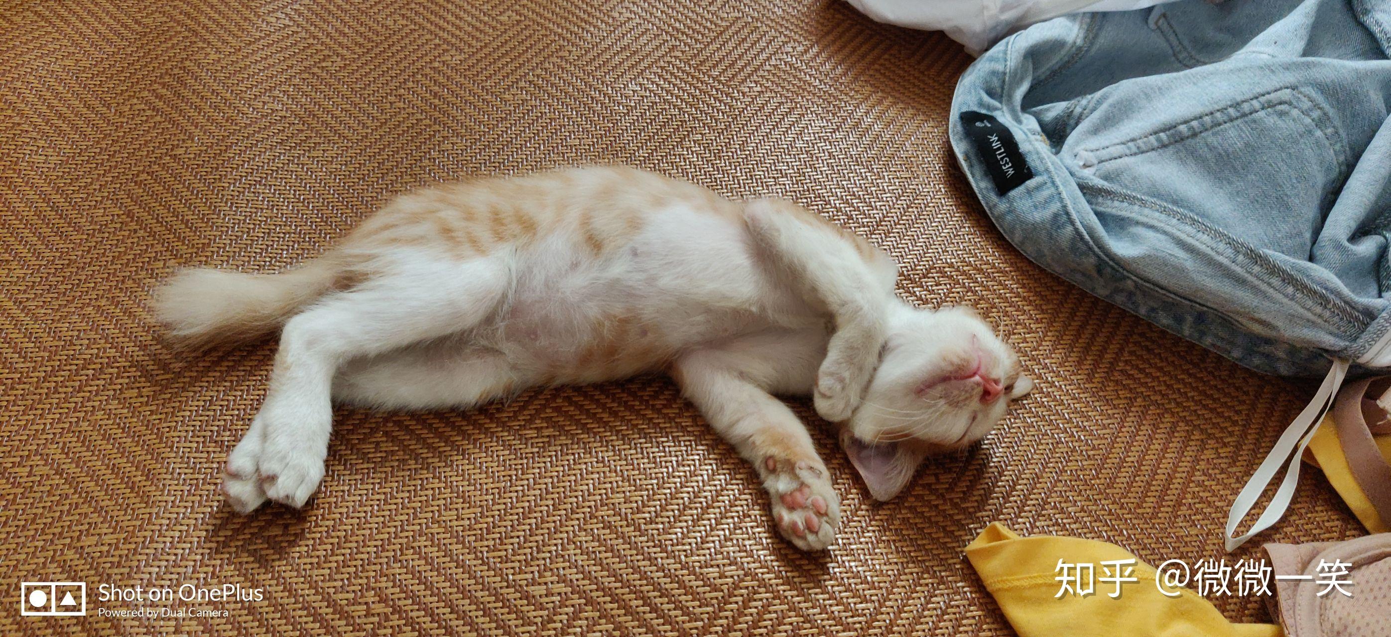 放几个小屁睡觉的照片最近都好忙,没时间更.