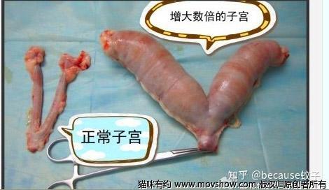 猫咪绝育的那些事新手家长