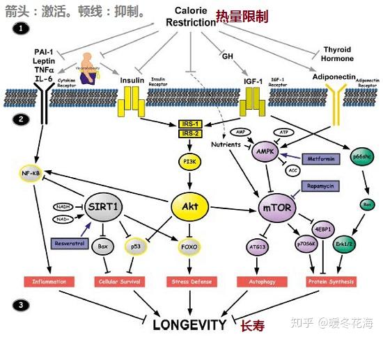 人口自然老化_人口老化