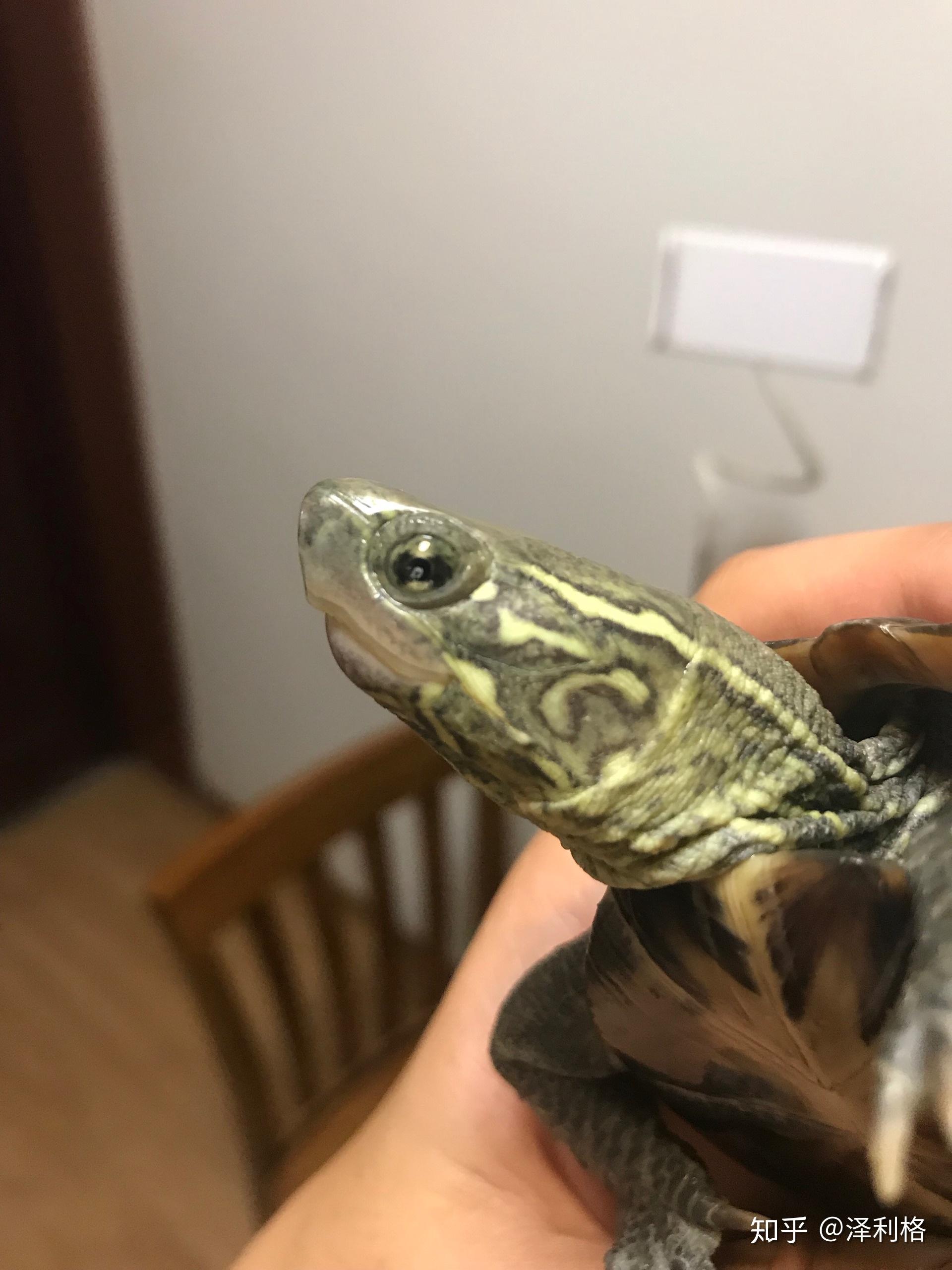 乌龟正常的眼睛图片图片