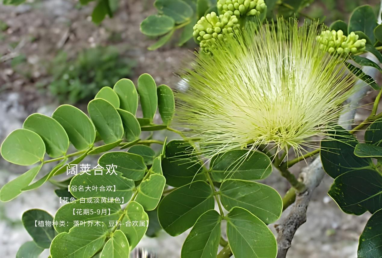 合欢花常见所有品种看看你认识见过那几种 - 知乎